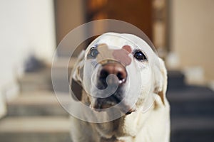 Funny labrador with dog treat on snout photo