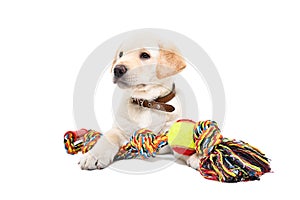 Funny Labrador puppy lying with a toy for dogs