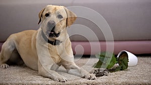 Funny labrador retriever dog lying near broken potted plant, pet misbehavior