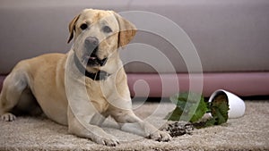 Funny labrador retriever dog lying near broken potted plant, pet misbehavior photo