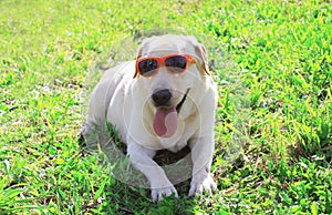 Funny labrador retriever dog in sunglasses lying