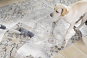 funny Labrador Retriever Puppy jumps away from vacuum cleaner in horror