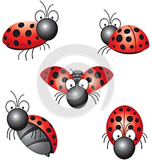 Funny ladybird