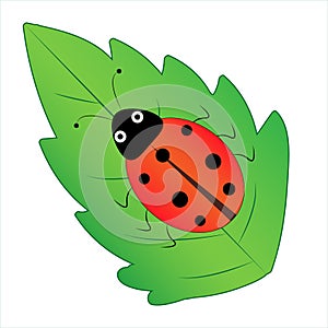 Funny ladybug sits on a leaf, vector illustration isolated on a white background, childish image, insects, bugs , icon
