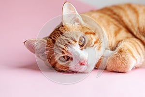 Funny large ginger kitten with beautiful big eyes. Lovely cat lying on pink background. Free space for text. Pet enjoying and