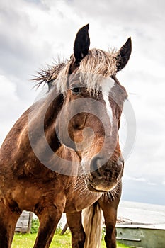 Funny large head of a happy friendly horse looking close straight into the camera