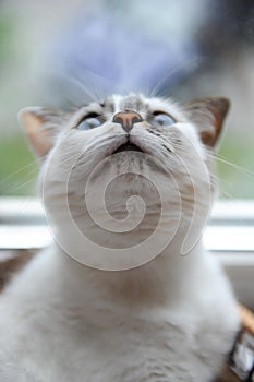Funny large portrait of a white cute fluffy blue-eyed cat. Window in the background