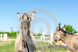 Funny laughing donkey. Portrait of cute livestock animal showing teeth in smile. Couple of grey donkeys on pasture at farm. Humor