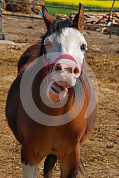 Funny laughing horse