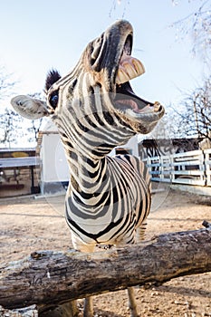 Funny laughing zebra