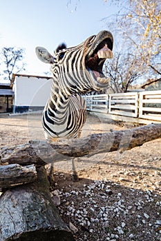 Funny laughing zebra