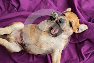 Funny lazy puppy yawning on a purple fabric