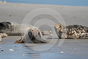 Funny lazy seals on the sandy beach of Dune, Germany. Clumsy fat sea lion and seals without ears