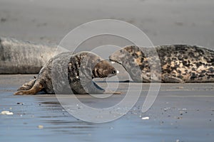 Funny lazy seals on the sandy beach of Dune, Germany. Clumsy fat sea lion and seals without ears