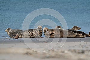 Funny lazy seals on the sandy beach of Dune, Germany. Two seals look straight into the camera