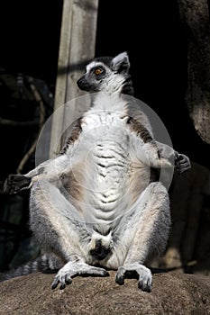 Funny lemur