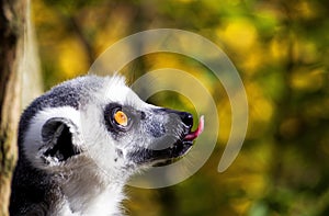 Funny Lemur