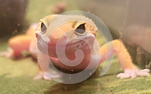 Funny leopard gecko smile gold yellow cute face