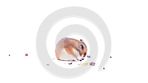 Funny light brown dwarf hamster on a white background dwarf hamster eats, hamster on a white background