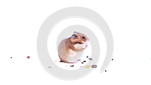 Funny light brown dwarf hamster on a white background dwarf hamster eats, hamster on a white background