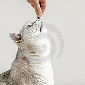 Funny light grey cat want to eat from hand of owner the treat . Pet food concept, pet care. For background, copy space