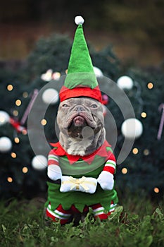 Funny lilac colored French Bulldog dog with not amused facial expression wearing a christmas elf costume with arms photo