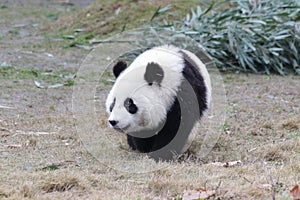 Funny Little Baby Panda Cub in China