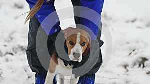Funny little beagle puppy. Woman playing with dog, big ears, winter nature background. Happy lovely pet, new member of
