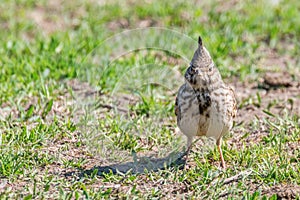 Funny little bird, Crested lark on ground Galerida cristata Wildlife Close up