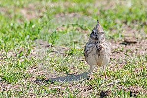 Funny little bird, Crested lark on ground Galerida cristata Wildlife Close up