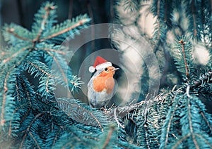Funny little bird Robin in Christmas red cap sitting in the bran