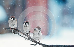 Funny little birds sitting on a branch in the snow on Christmas