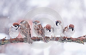 funny little birds sparrows are sitting on a tree branch in winter garden under falling snowflakes and cheerfully tweet