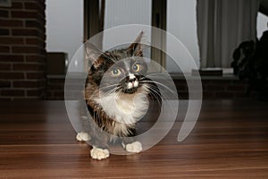 Funny little black kitten with white chest, paws, muzzle and long white whiskers