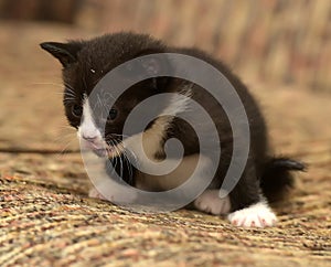 funny little black with a white kitten