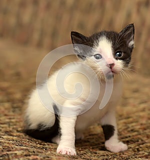 funny little black with a white kitten