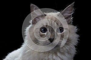 funny little blue-eyed white cat, isolated