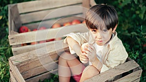 Funny little boy eating juicy apple,sitting in wooden box orchard.Organic fruits