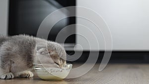 A funny little british kitten eats from a transparent cup in the kitchen with pleasure.