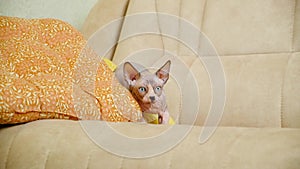 Funny little Canadian Sphynx kitten peeks out of pillows and hides, runs away