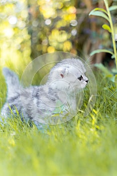 Funny little cat walking in defocused green grass background