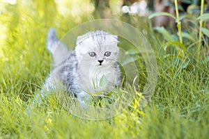 Funny little cat walking in defocused green grass background