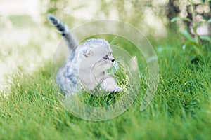 Funny little cat walking in defocused green grass background