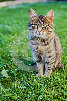 Funny little cat walking outdoors