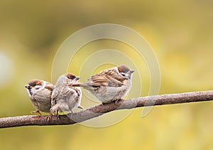 Funny little chick sitting in a tree waiting for parents