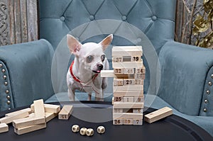 Funny little chihuahua dog plays a game while sitting in a comfortable chair building a wooden pyramid of bars.