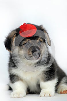 Funny little corgi puppy on a white background