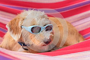 Funny little cross breed dog in hammock