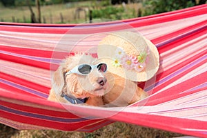 Funny little cross breed dog in hammock