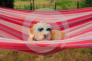 Funny little cross breed dog in hammock